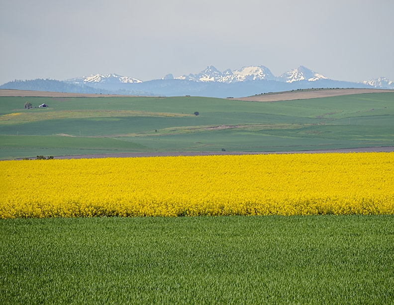 Blooming canola fields in northern Idaho